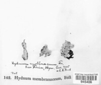 Radulomyces molaris image